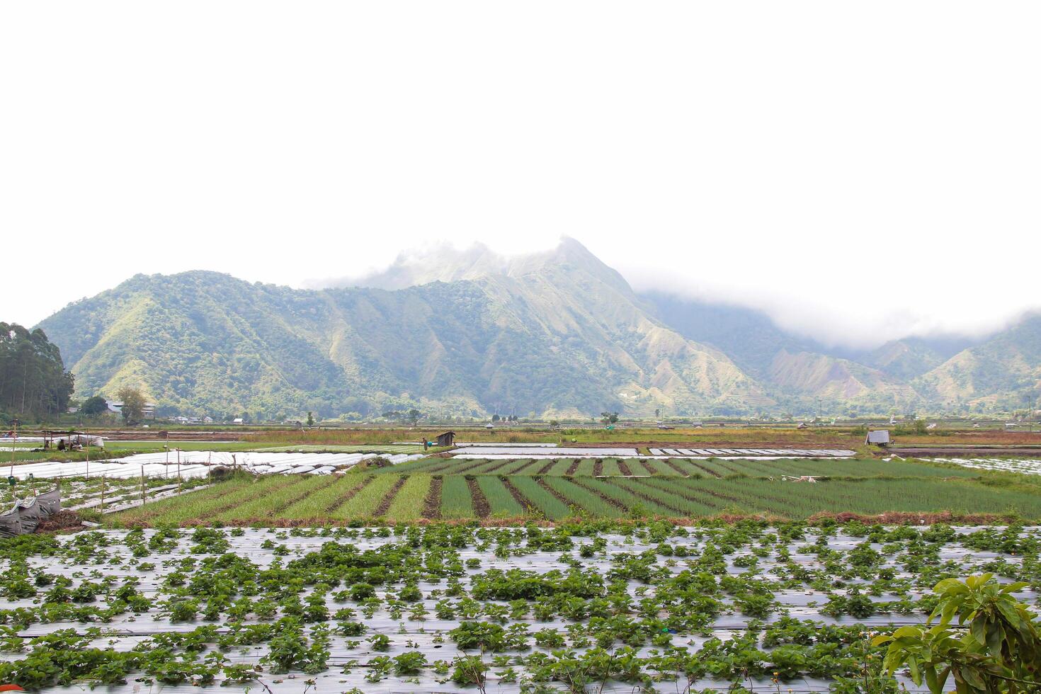 View of rice fields in Sembalun, Lombok, Indonesia photo