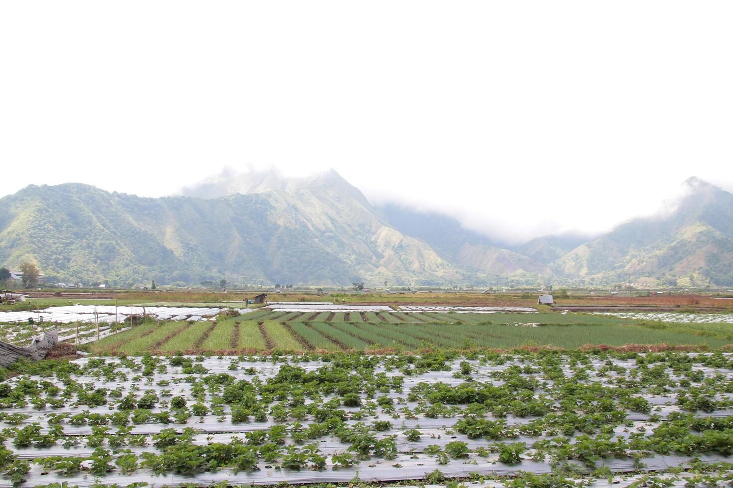 View of rice fields in Sembalun, Lombok, Indonesia photo
