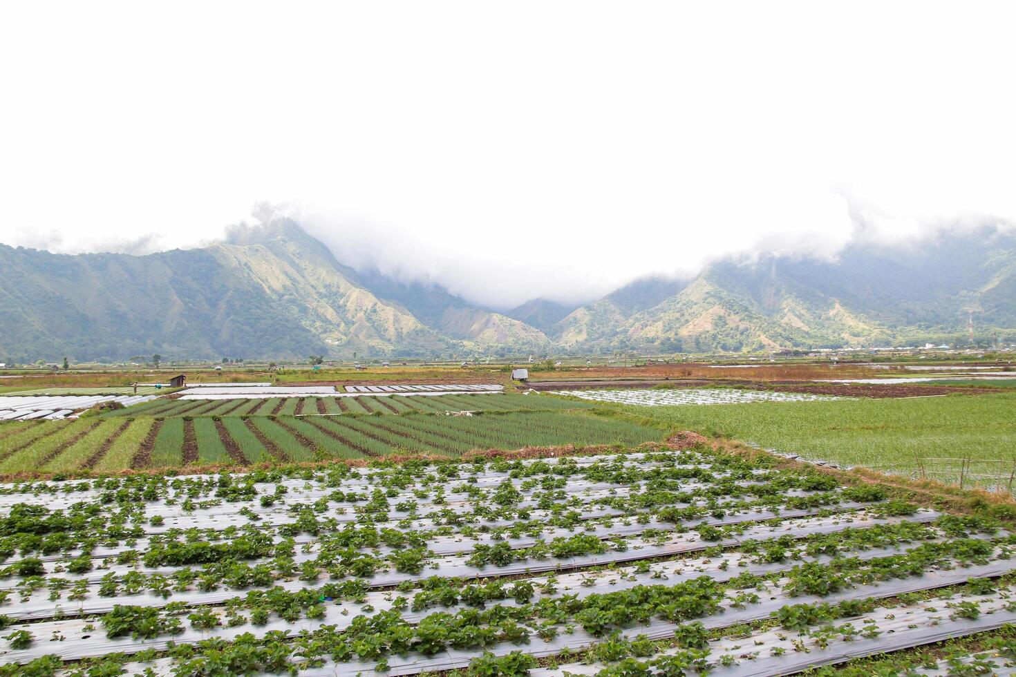 View of rice fields in Sembalun, Lombok, Indonesia photo