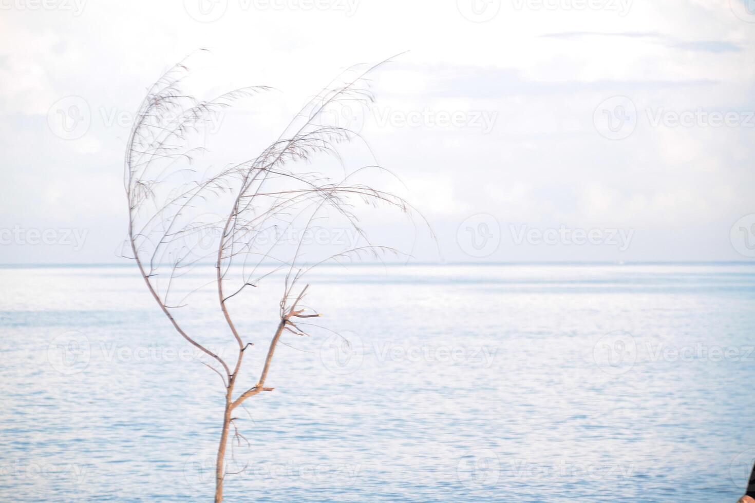 single tree on the edge of a black sand beach during the day photo