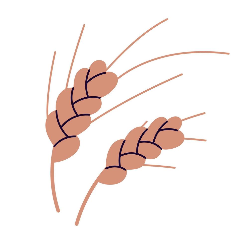 Dry wheat spikelets with ear, wheat spikelets with ears, grains, botanical composition of farm cereal plant and grains, cultivated cereal plant, grain or crop, bunch of wheat ears illustration. vector