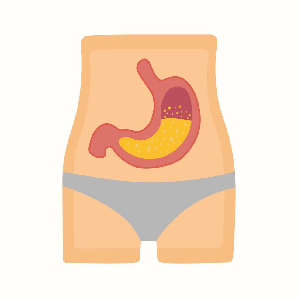 Gastric organs of a healthy human body. Human health. A well-functioning gastric system. vector