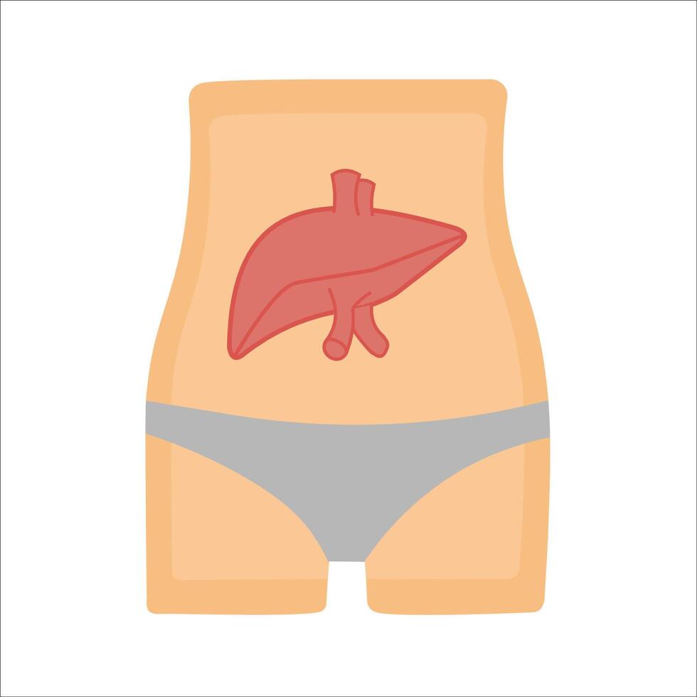 The liver organ of a healthy human body. Human health. A properly functioning liver system. vector