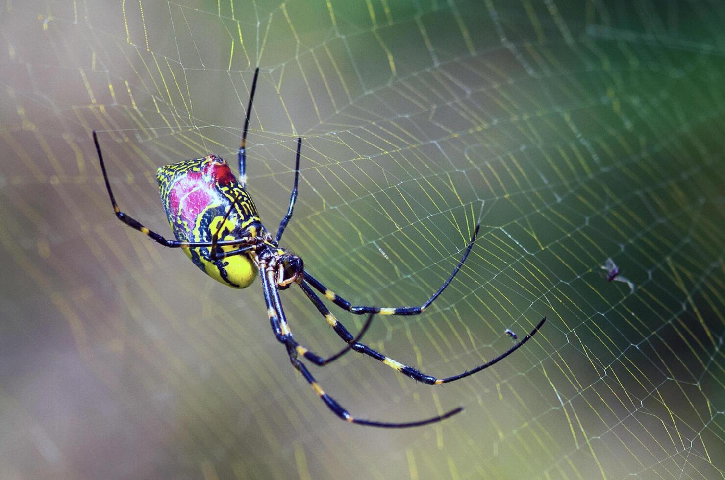A Colorful Spider in its Web photo