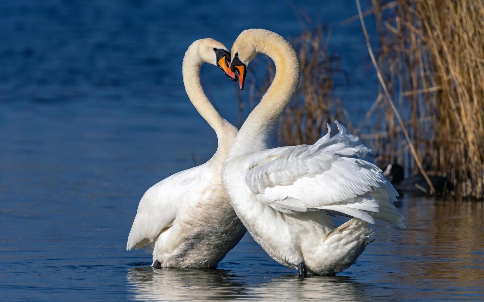 Swans in Love photo