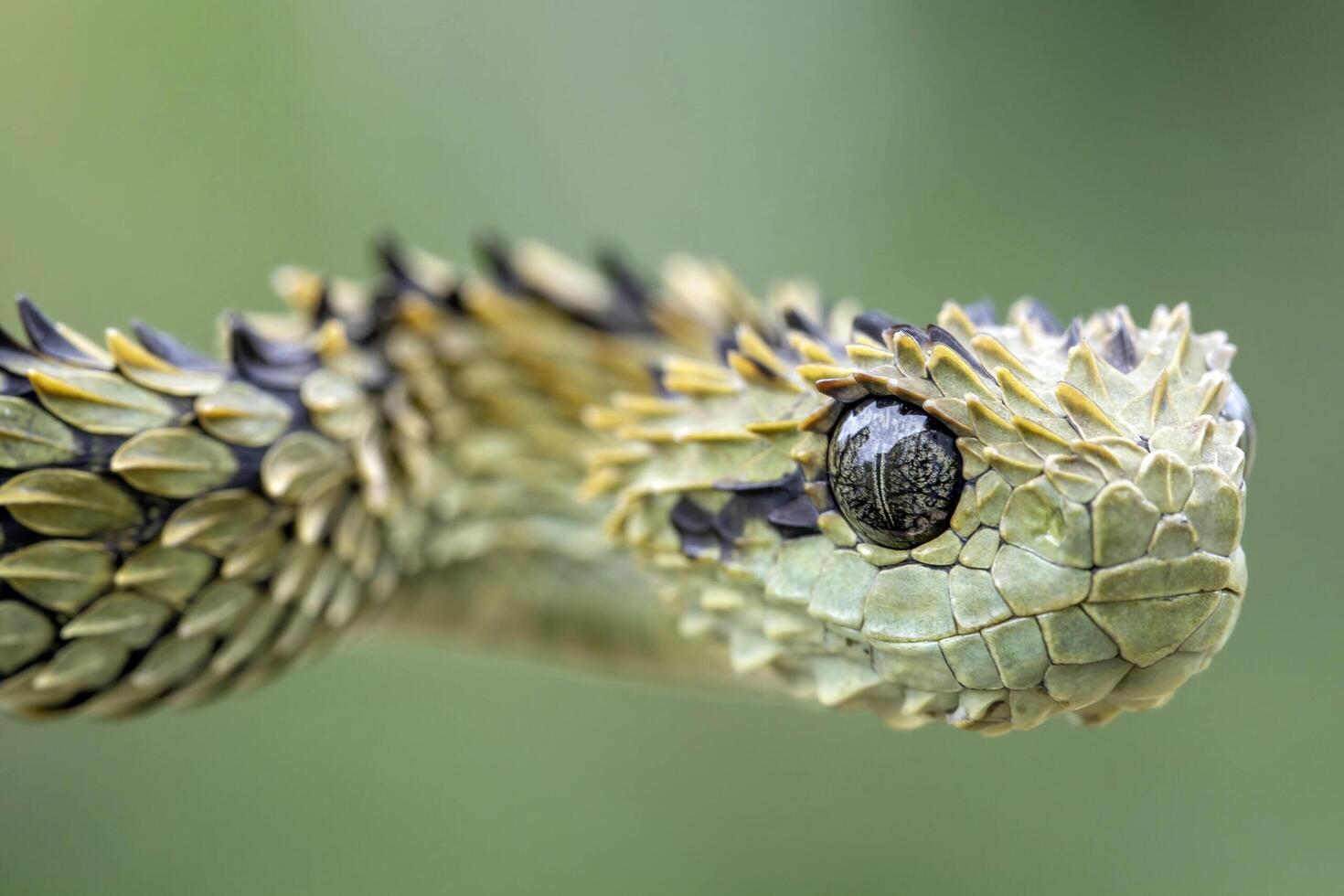 Close-Up of a Bush Viper's Intricate Scales and Eye photo