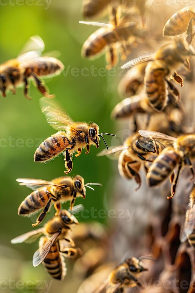 vertical image closeup of a swarm of honey bees flying near a wooden hive photo