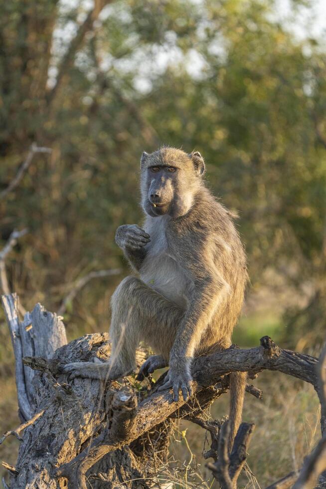 Chacma Baboon sitting on a branch eating, Kruger National Park. photo