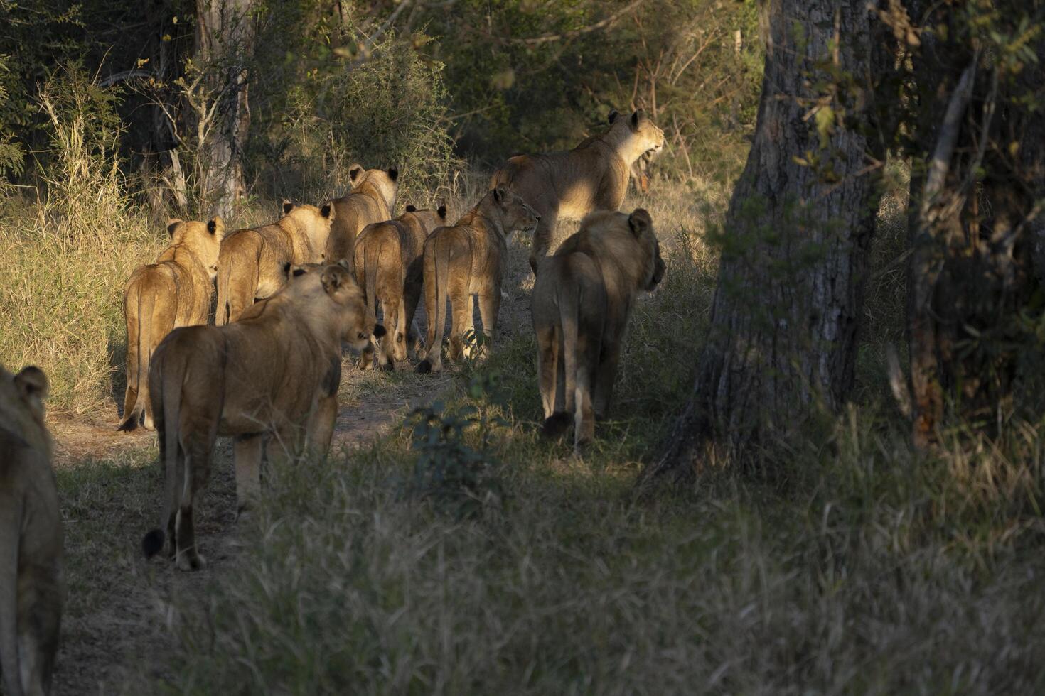 Following a pride of lions through the bush in beautiful morning light, Greater Kruger. photo