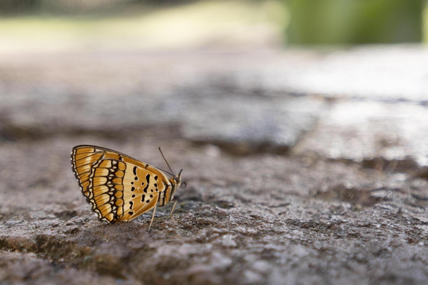 An orange foxy charaxes sits on the ground with blurred background. photo