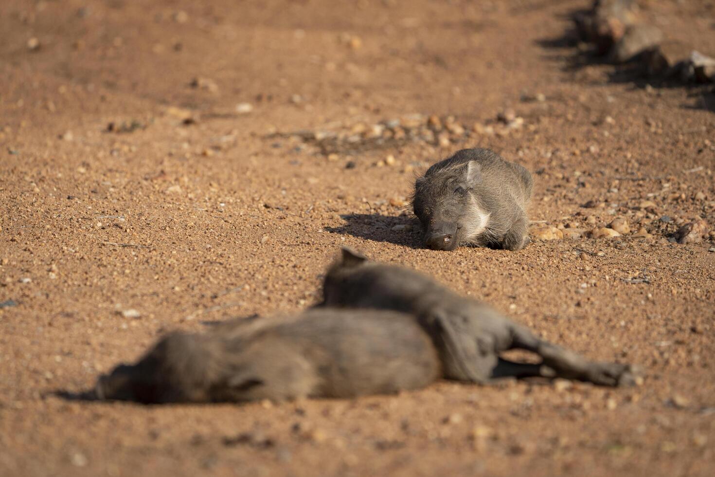 Three tiny cute warthog piglets sleeping in the sand in the sun, Greater Kruger. photo