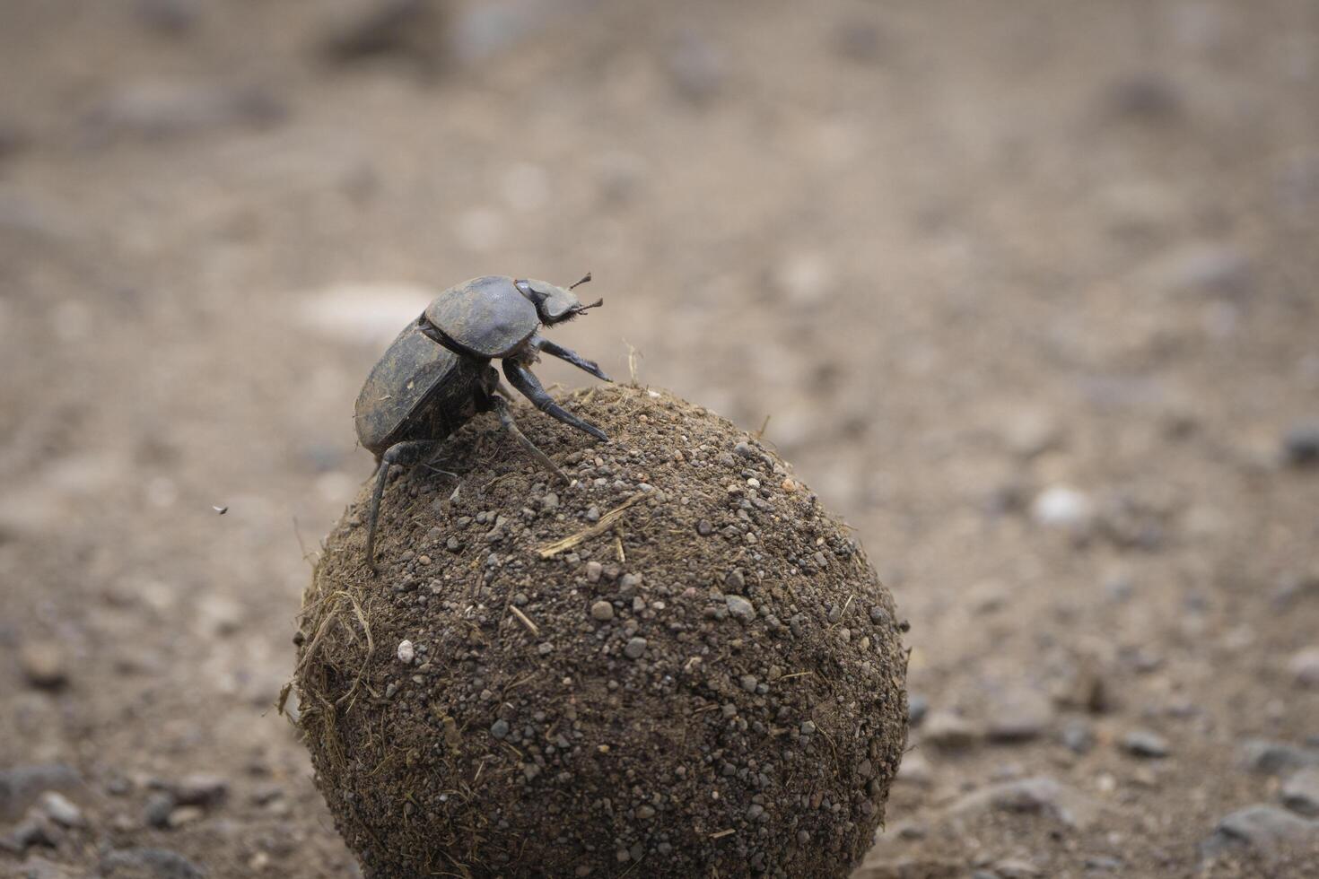 A male Dung Beetle sitting on his huge dung ball, Kruger National Park. photo