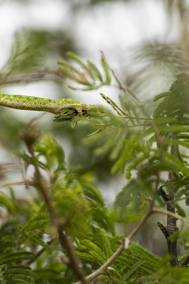 The arm of a Flap-necked Chameleon reaching for the leaves to hold on, Greater Kruger. photo