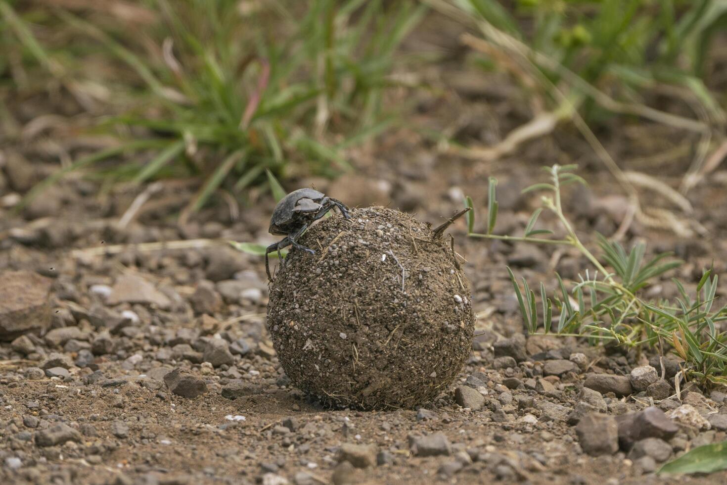 A male Dung Beetle sitting on his huge dung ball navigating, Kruger National Park. photo