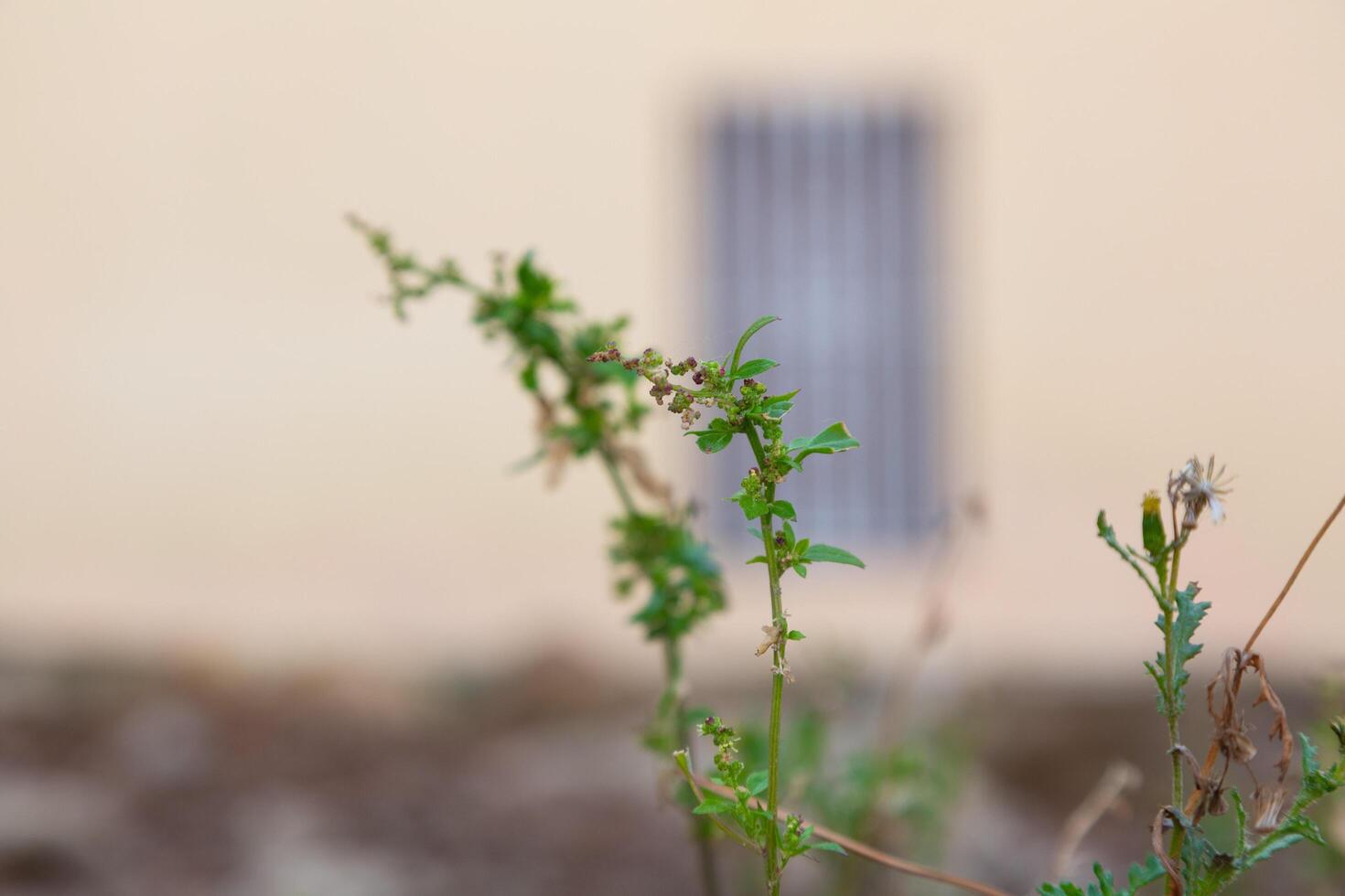 Urban flora wild plant growing in concrete jungle photo