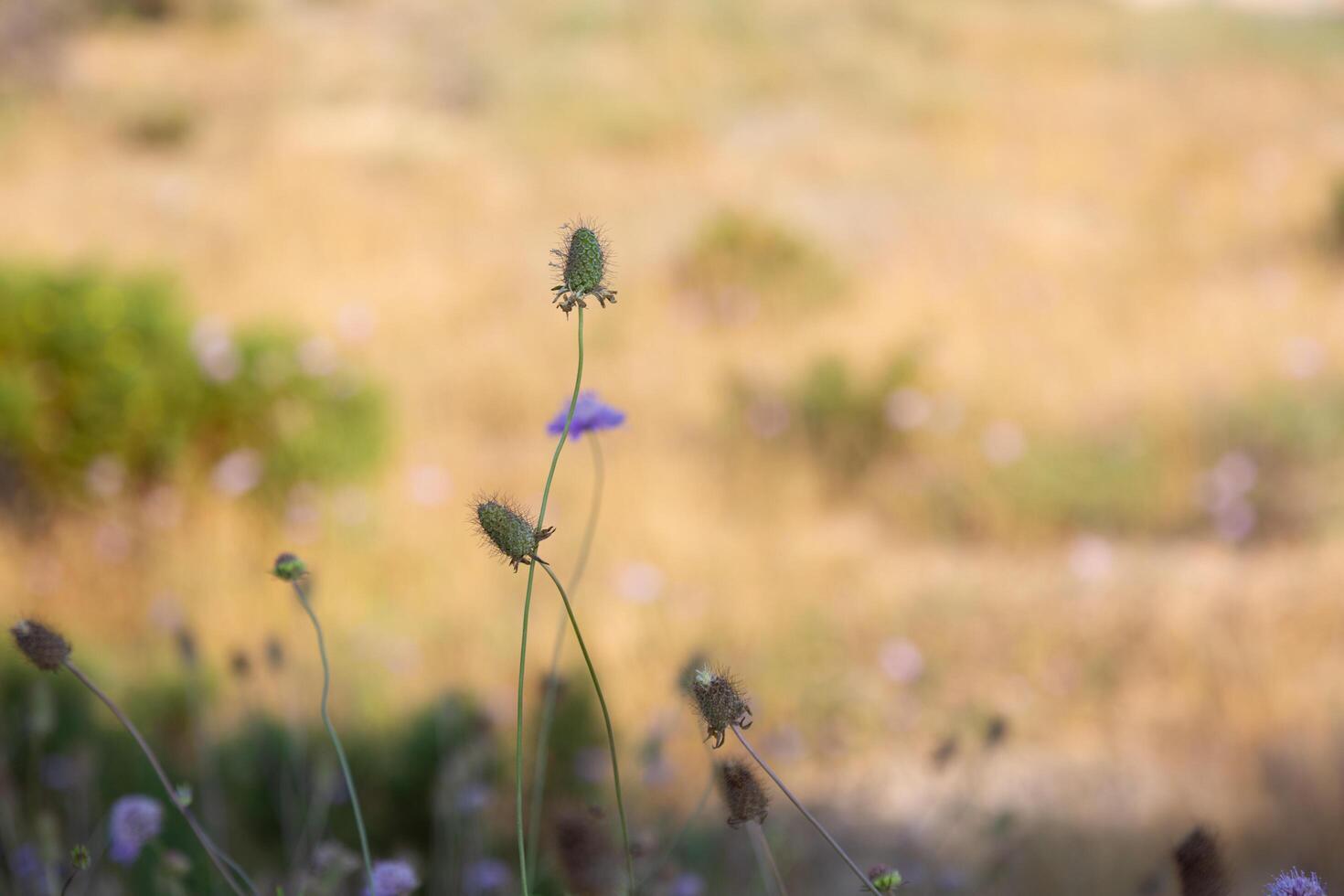 Field scabious flowers blooming in a meadow photo