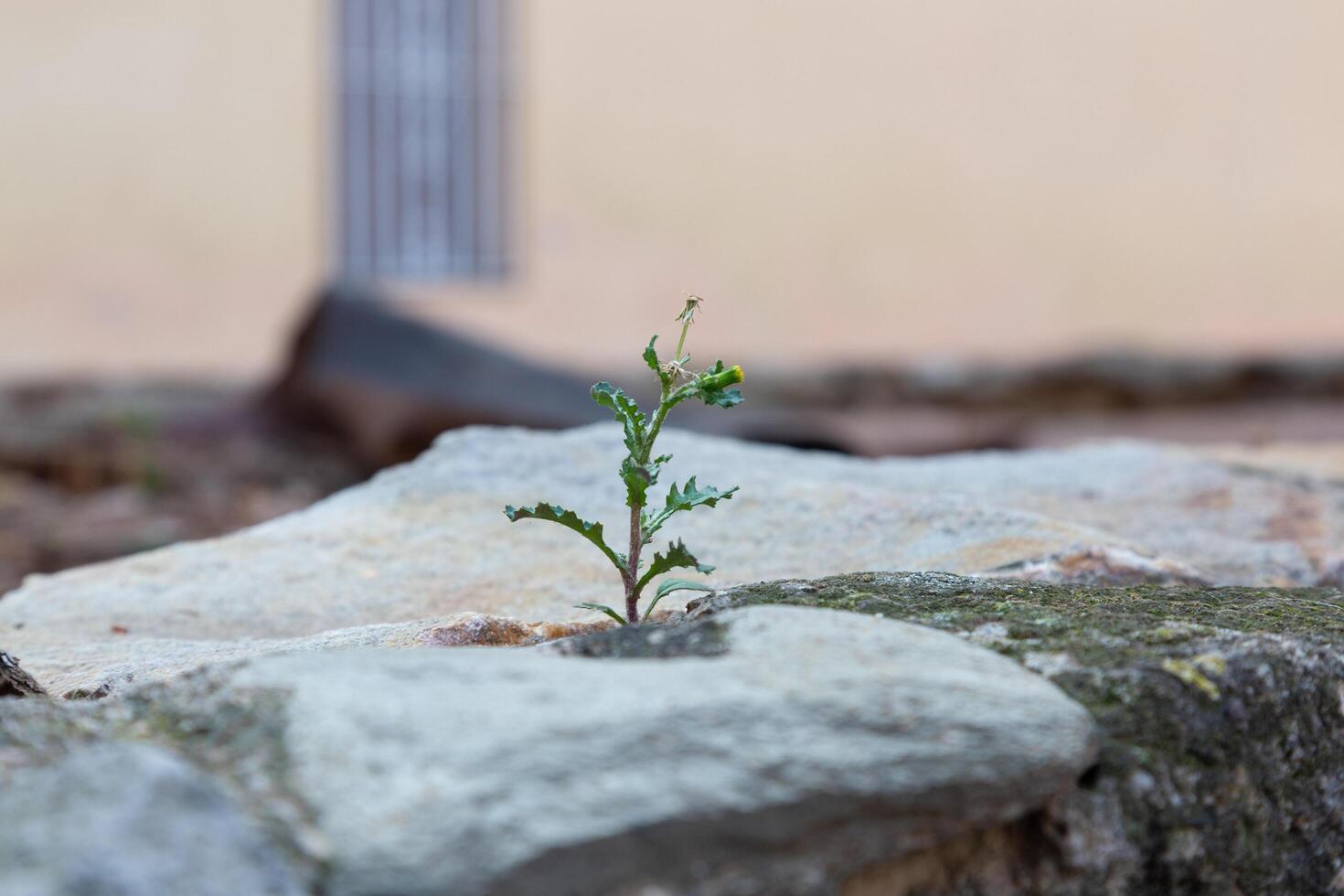 Urban flora wild plant growing in concrete jungle photo