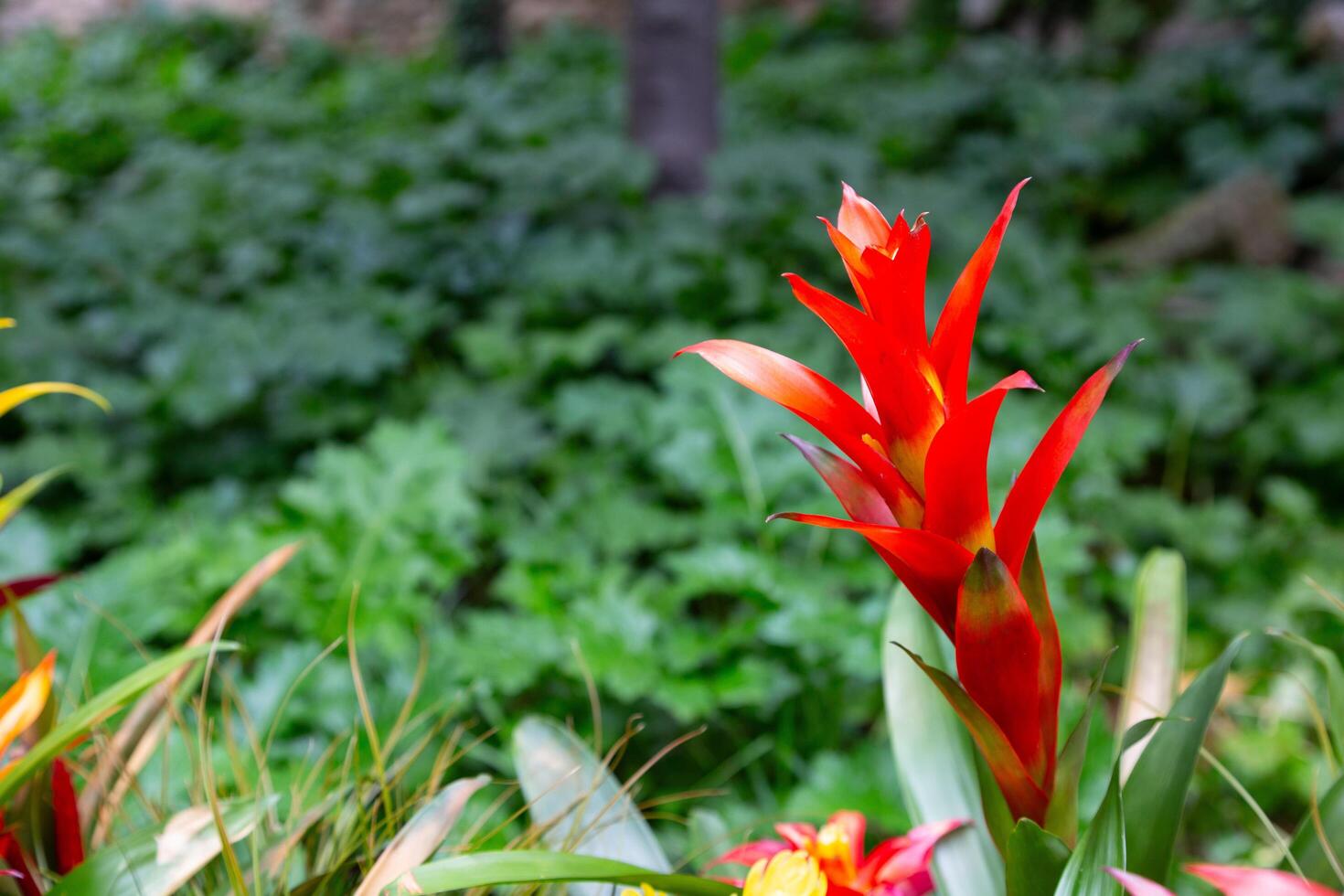 Red bromeliad flower blooming in a garden photo