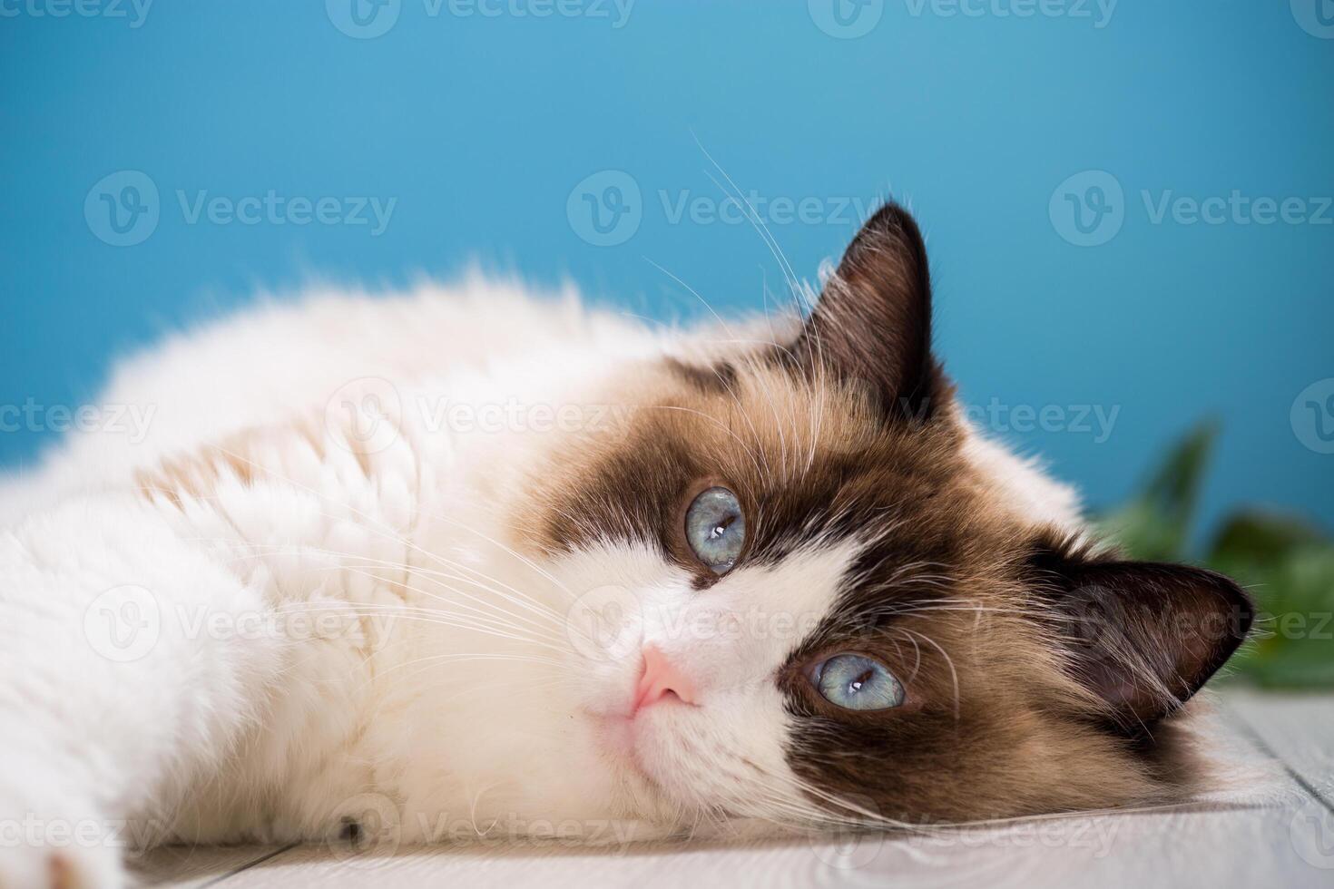 portrait of a beautiful young healthy Ragdoll cat photo