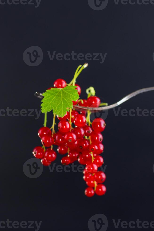 twigs of ripe red currants, isolated on a black background photo