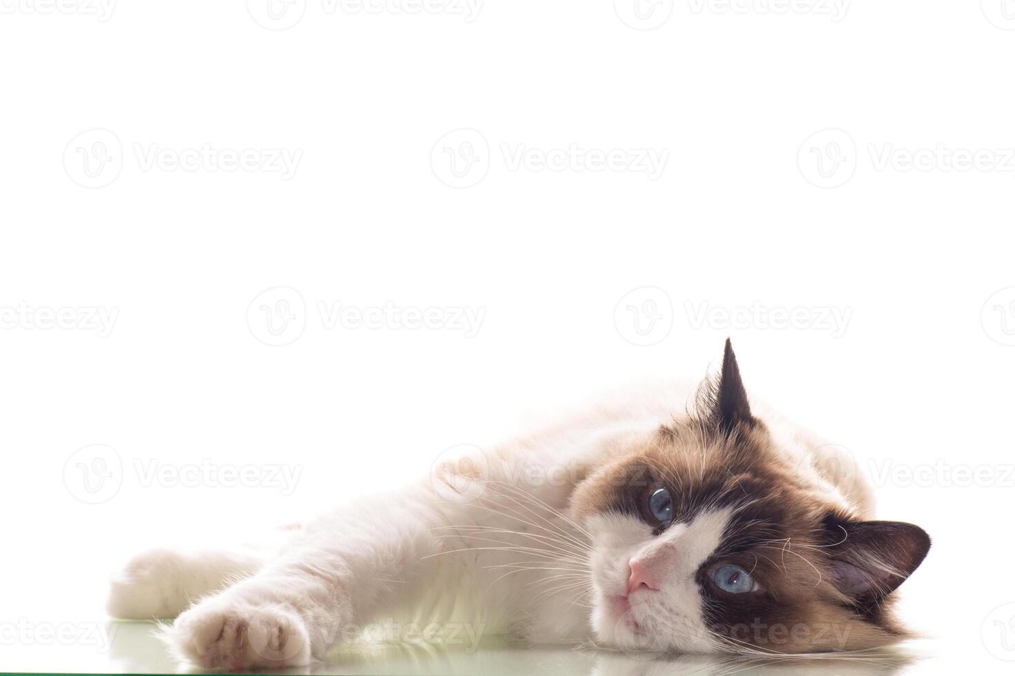 Beautiful young healthy Ragdoll cat on a white background. photo