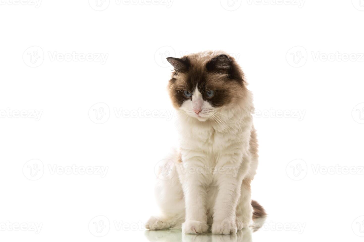 Beautiful young healthy Ragdoll cat on a white background. photo