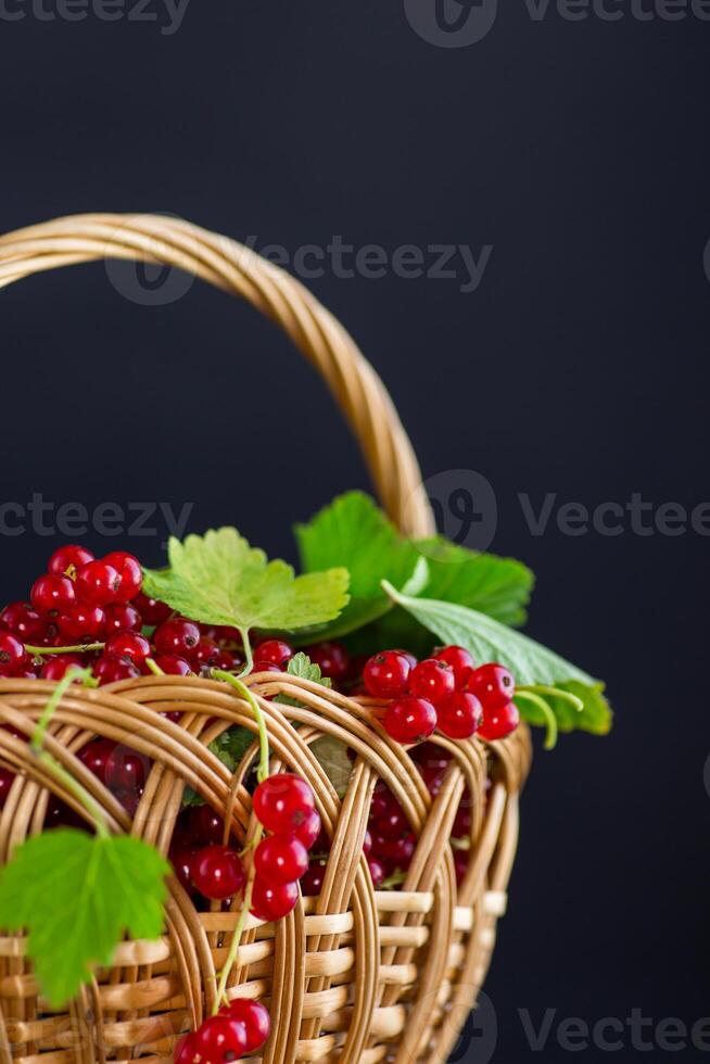 twigs of ripe red currants, isolated on a black background photo