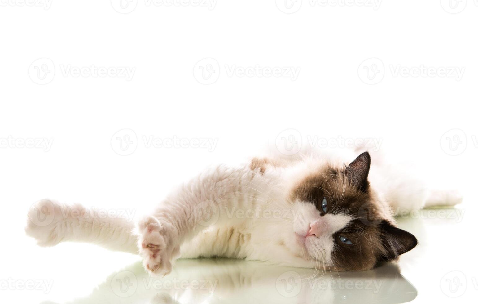 Beautiful young healthy Ragdoll cat on a white background. photo