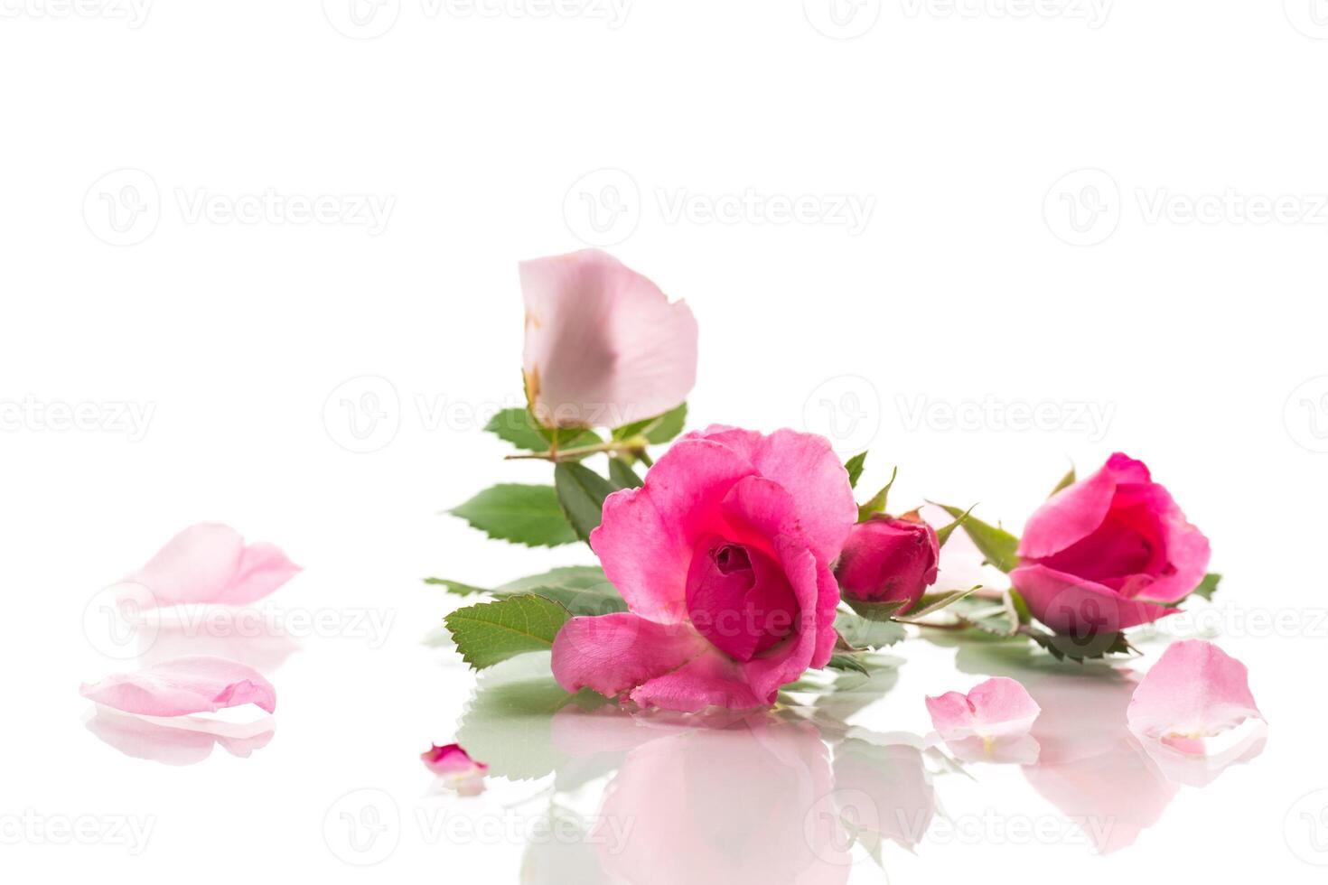 Beautiful pink rose on a white background photo