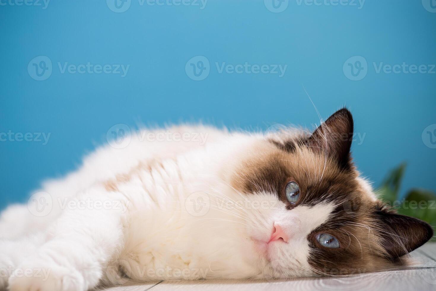 portrait of a beautiful young healthy Ragdoll cat photo