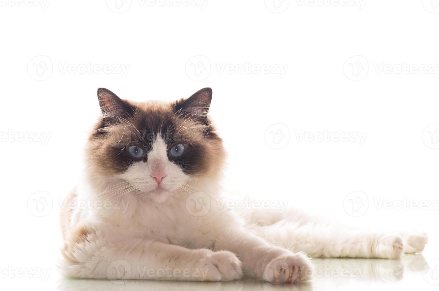 Beautiful young healthy Ragdoll cat on a white background. photo