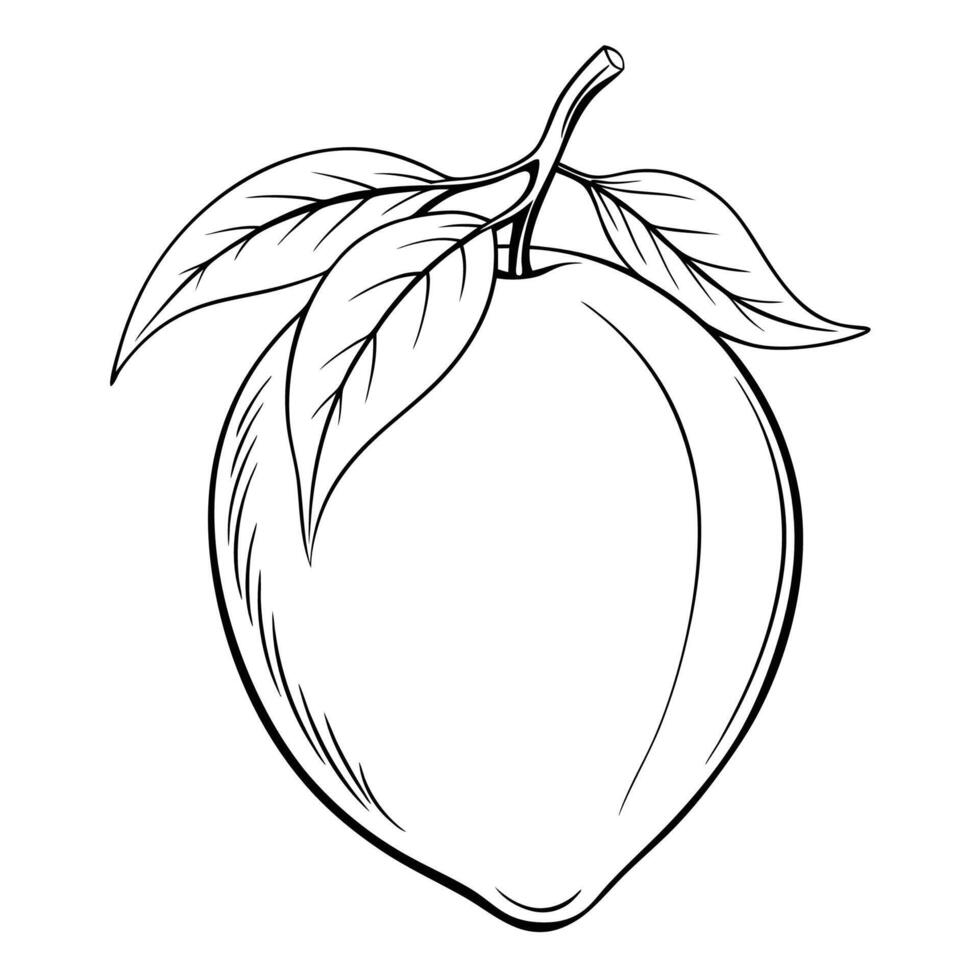 Beautiful Mango Fruit Outline Coloring Book vector