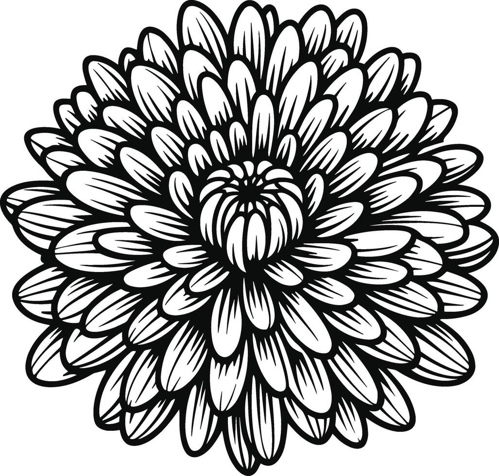 Chrysanthemum Flower Mum vector