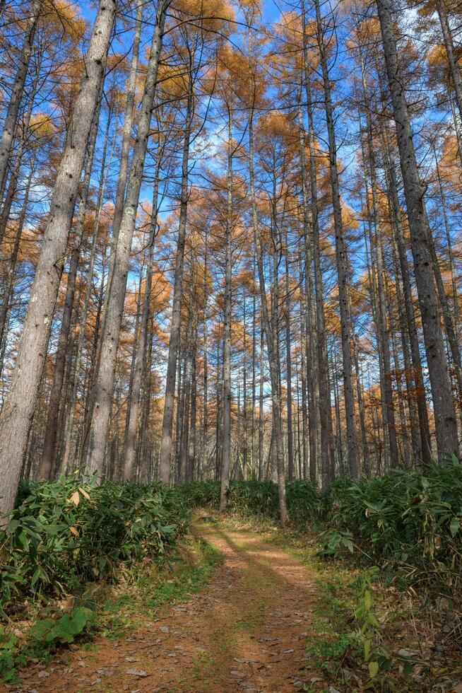 Immerse yourself in a meditative landscape of a lush pine forest at dawn, where the fog and the rising sun create an effect that speaks to the soul. photo