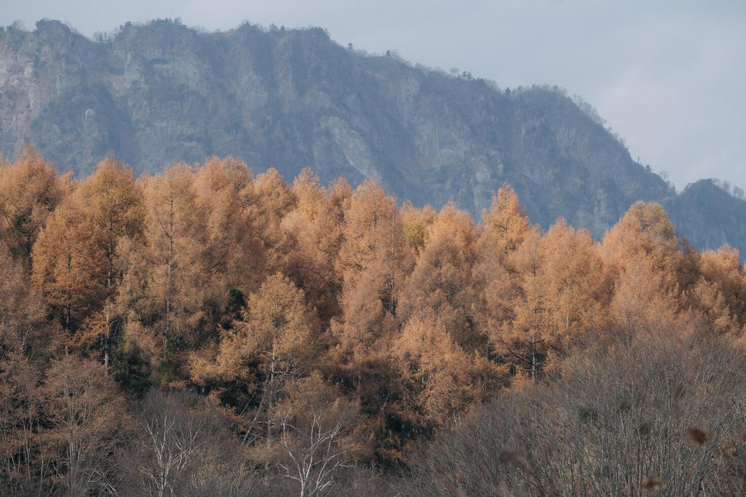 A visual ode to the Japanese alps in fall, Experience the abstract beauty of misty valleys, sunlit pines, and the serene reflection of trees in a calm lake. photo