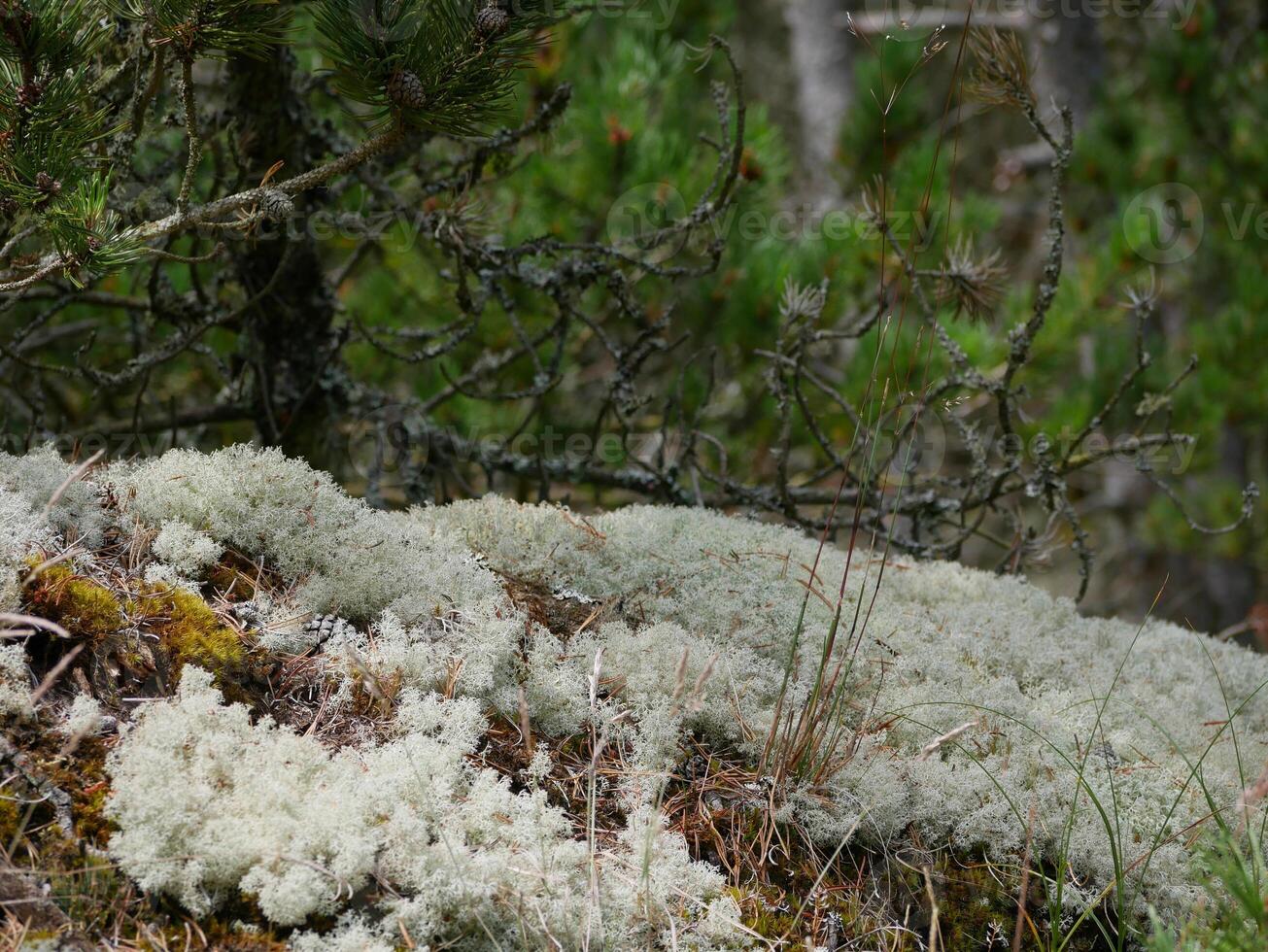 Coniferous forest, close up of moss, reindeer moss and Cladonia lichen cover the ground around walking paths, Skagen, Denmark photo