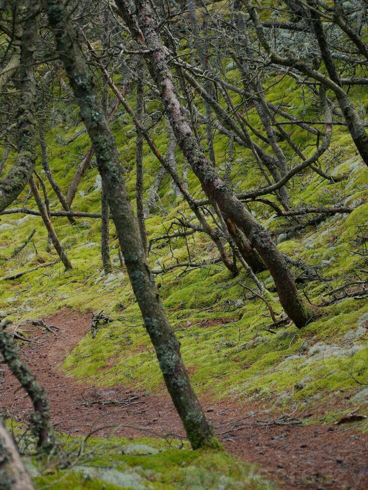 Coniferous forest, thick moss, reindeer moss and Cladonia lichen cover the ground around walking paths, Skagen, Denmark photo