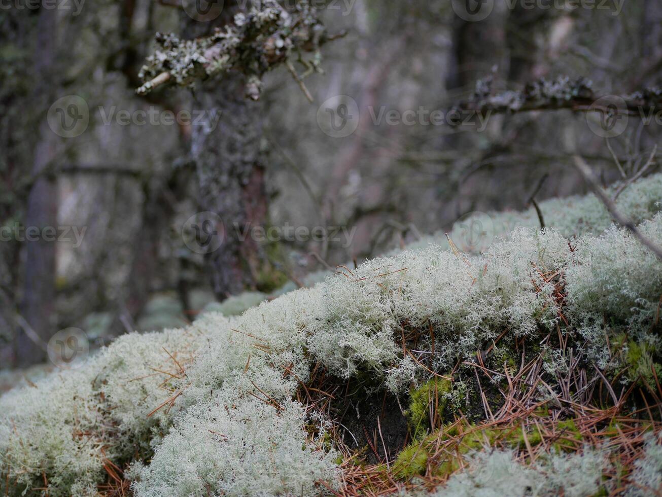 Coniferous forest, close up of moss, reindeer moss and Cladonia lichen cover the ground around walking paths, Skagen, Denmark photo