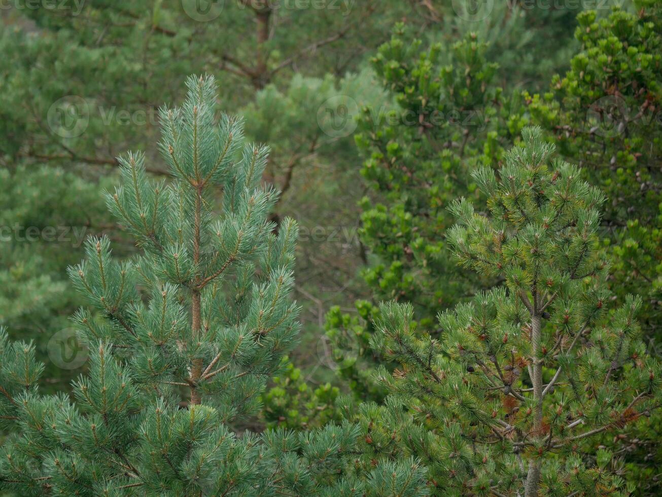 Dense coniferous forest. Tops of spruce and pine trees close-up, Skagen, Denmark photo