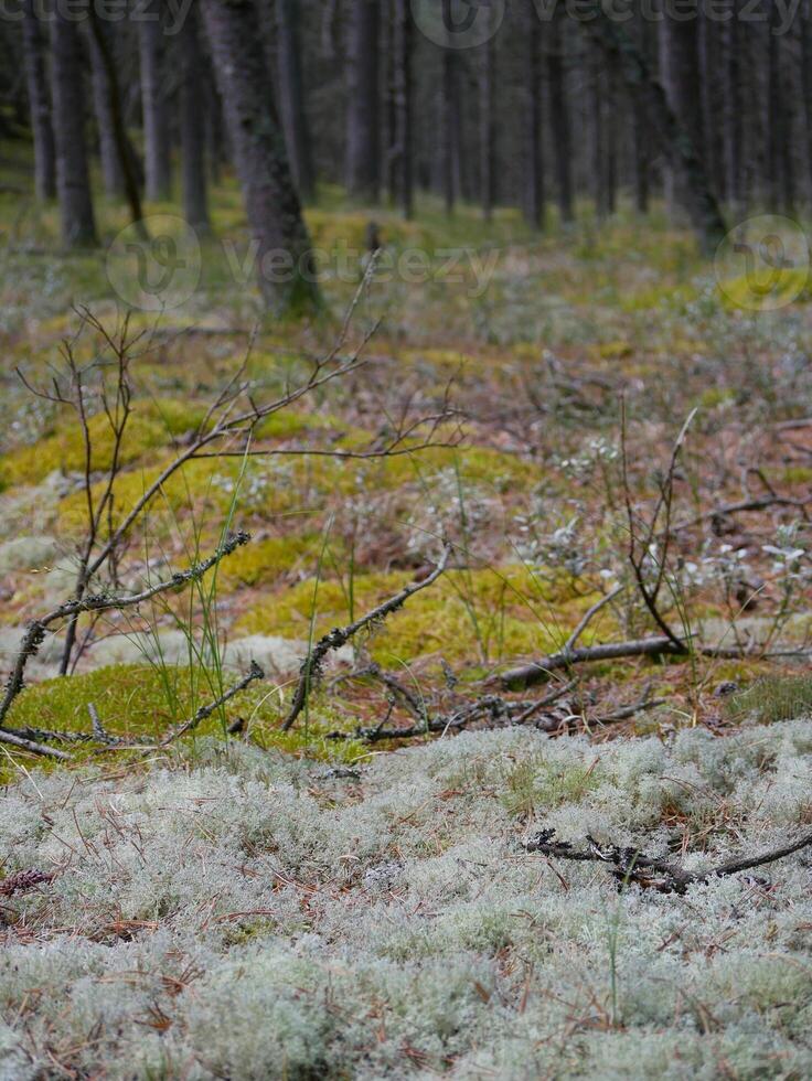 Coniferous forest, close up of moss, reindeer moss and Cladonia lichen cover the ground around walking paths, Skagen, Denmark photo