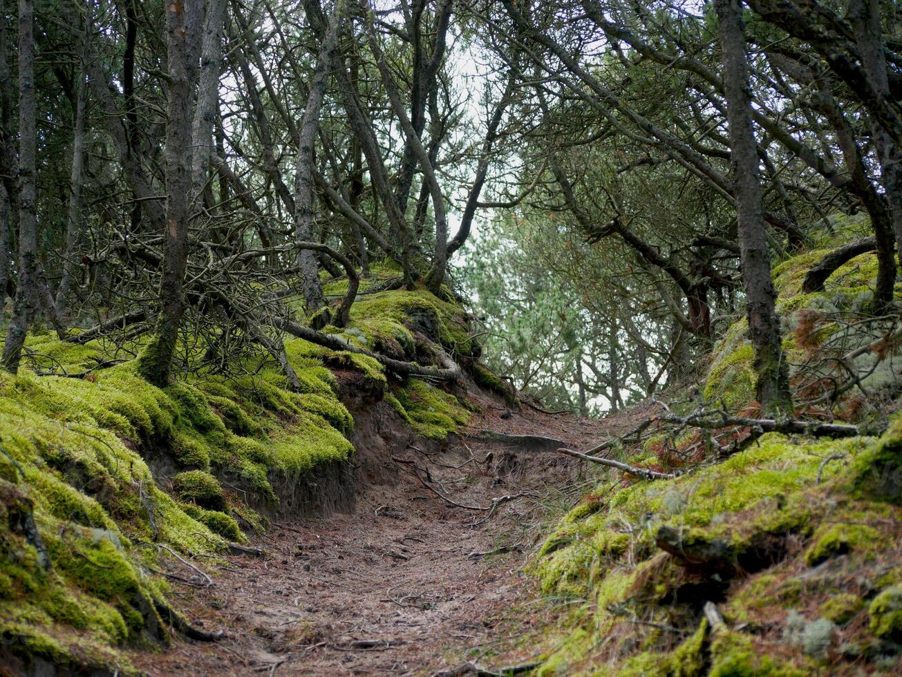 Coniferous forest, thick moss, reindeer moss and Cladonia lichen cover the ground around walking paths, Skagen, Denmark photo