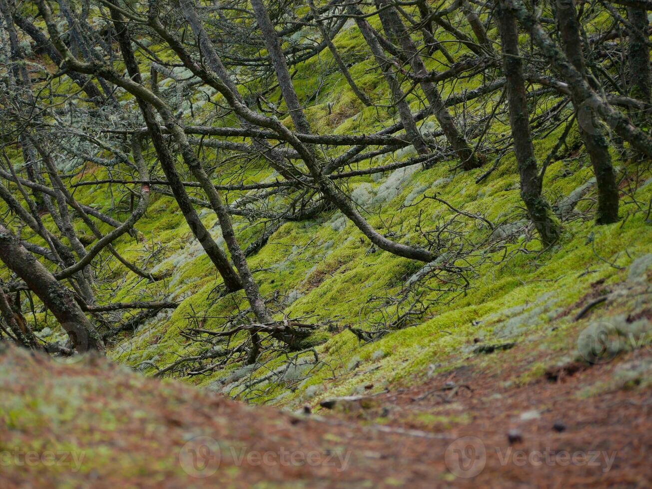 Coniferous forest, thick moss, reindeer moss and Cladonia lichen cover the ground around walking paths, Skagen, Denmark photo