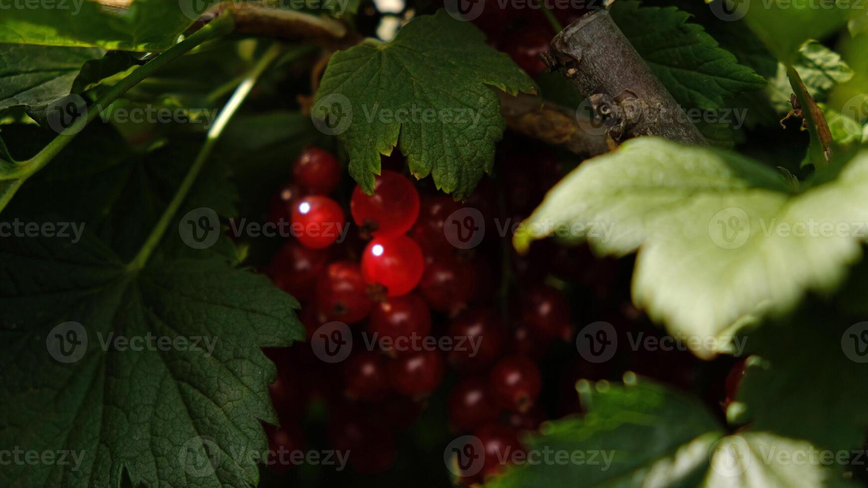 Clusters of ripe red currants hang on a bush. Healthy food concept. Growing plants and berries in the garden. The berries of red currant as a nutrition with vitamins for vegan. photo