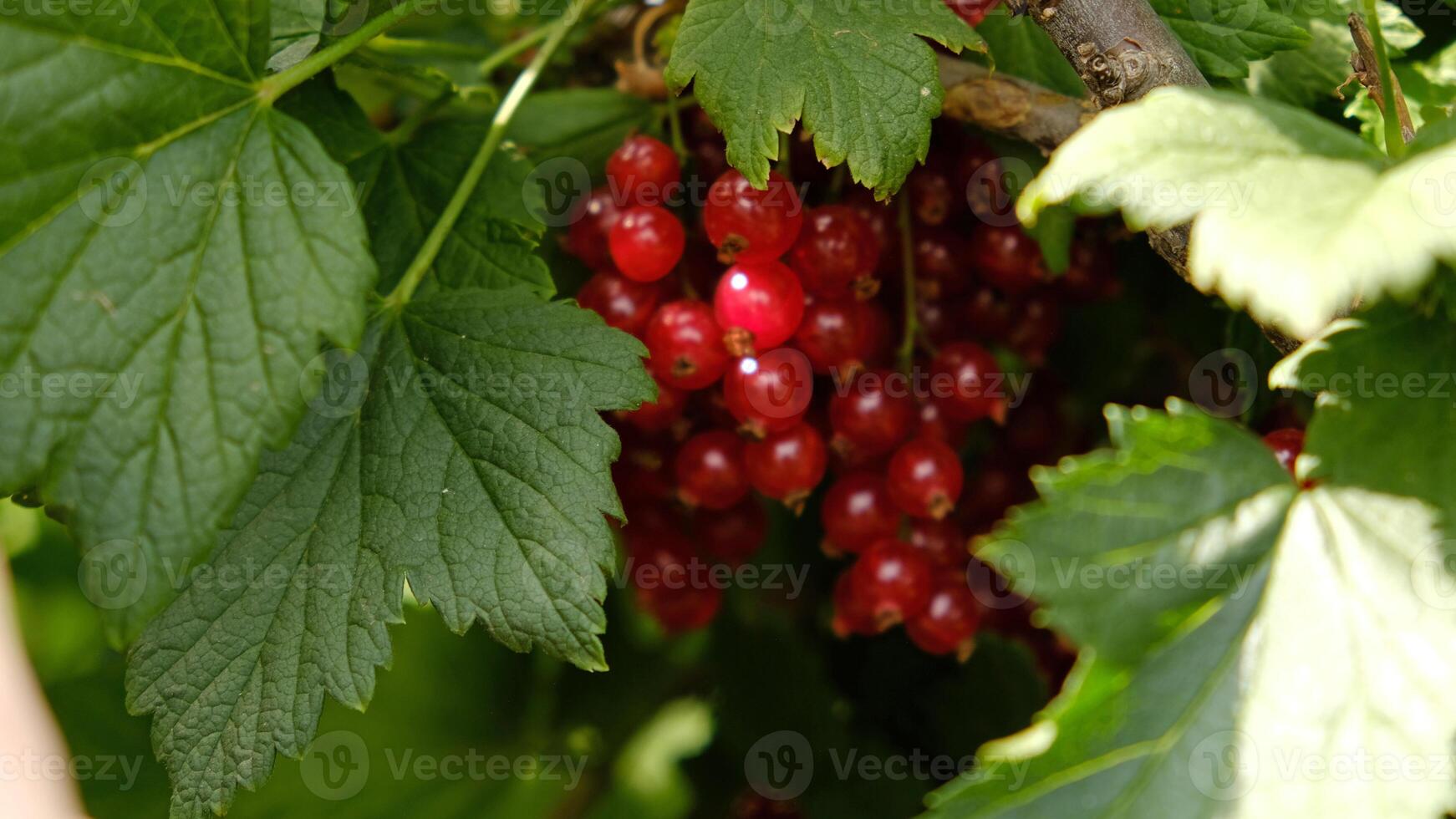 Clusters of ripe red currants hang on a bush. Healthy food concept. Growing plants and berries in the garden. The berries of red currant as a nutrition with vitamins for vegan. photo