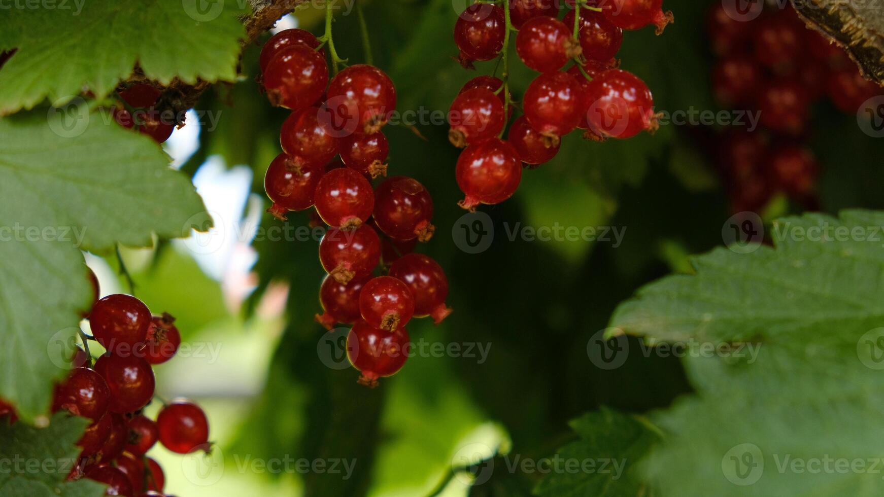 Clusters of ripe red currants hang on a bush. Healthy food concept. Growing plants and berries in the garden. The berries of red currant as a nutrition with vitamins for vegan. photo