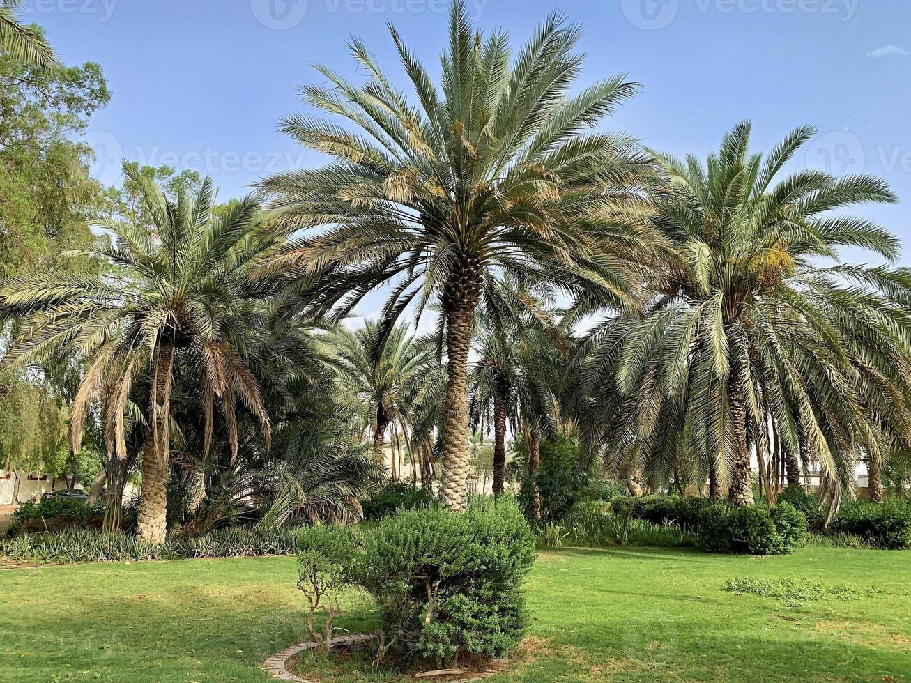 Palm trees in the park photo