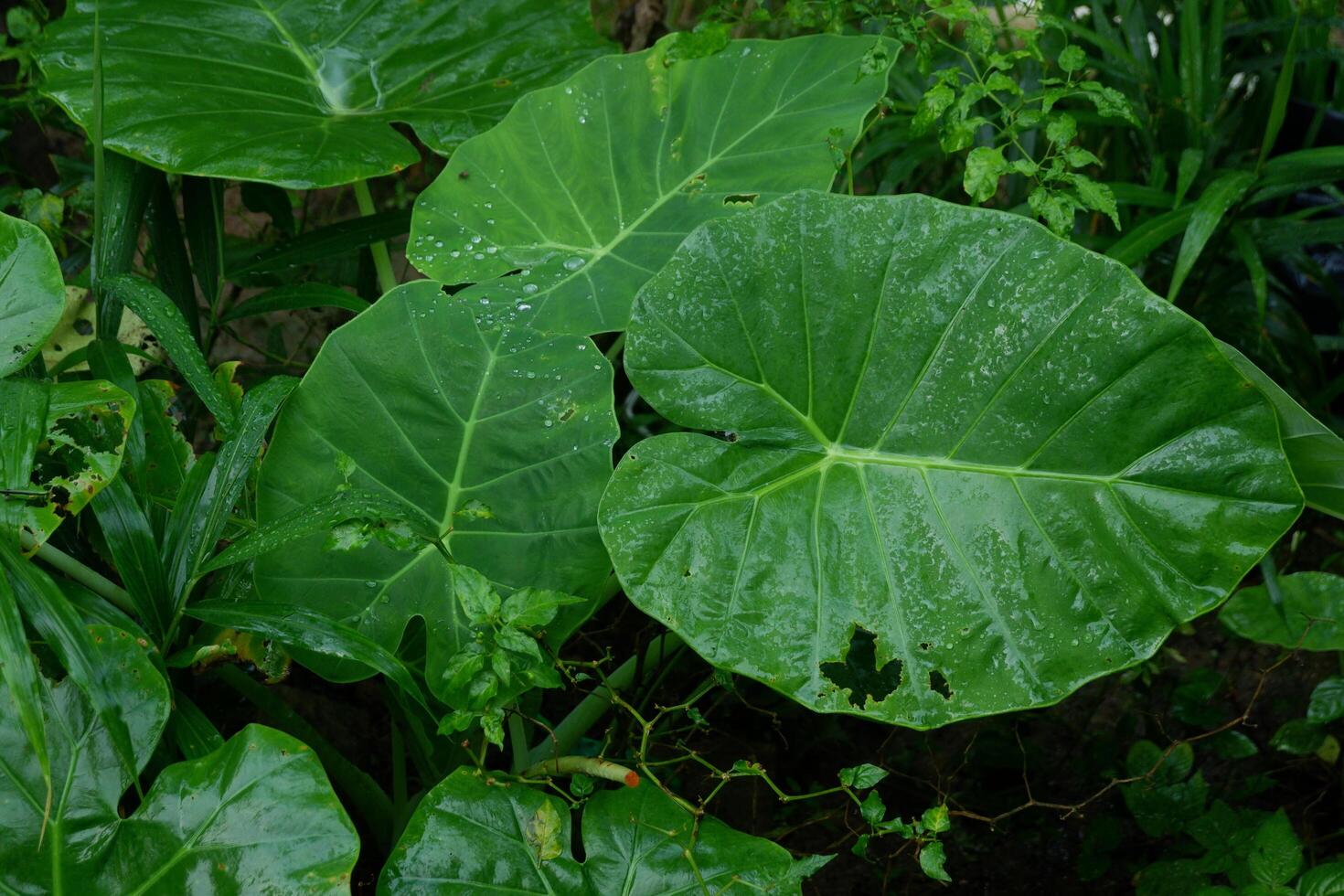 photography of the taro leaf plant which has the Latin name Colocasia gigantea getting wet in the water photo