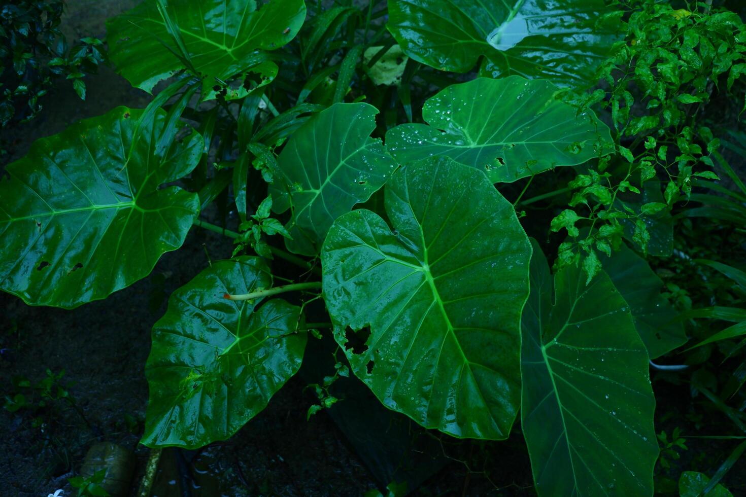 photography of the taro leaf plant which has the Latin name Colocasia gigantea getting wet in the water photo