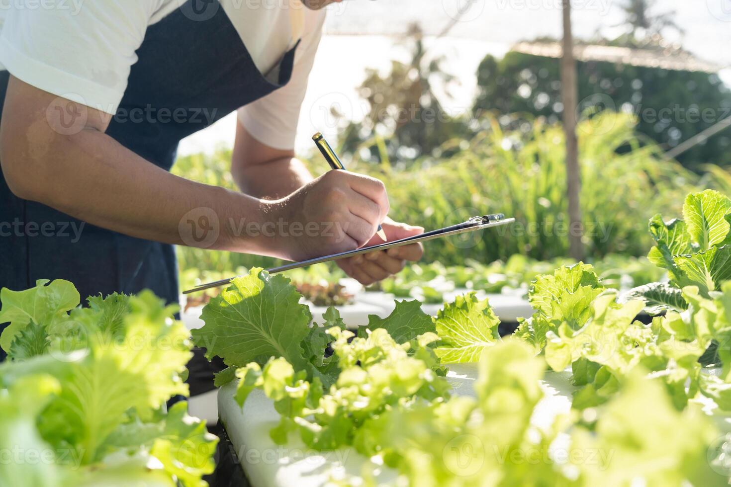 Organic farming, vegetable farm. Farmers recheck quality record on data on checklist. grow naturally, Ecological Biological, Healthy, Technology, non toxic, harvest, scientific , academic photo