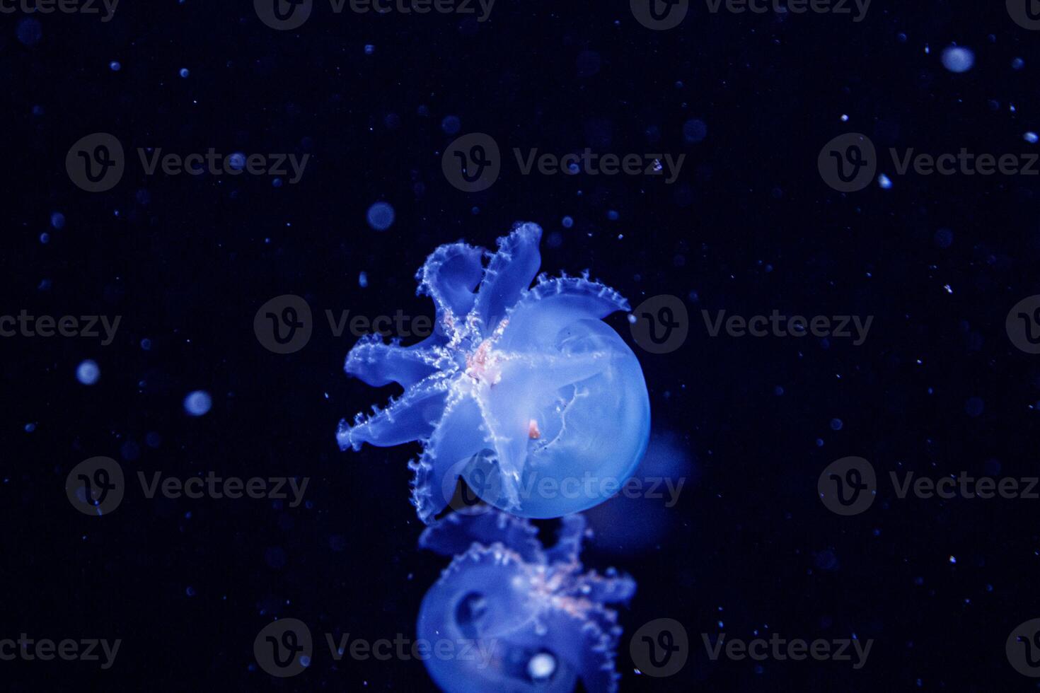macro of a beautiful jellyfish stomolophus meleagris photo
